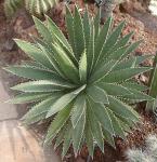 : - Agave funkiana