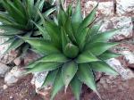 :-Agave horrida