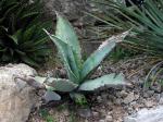 : - Agave marmorata