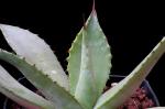 : - Agave oroensis