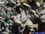 : - Adromischus filicaulis
