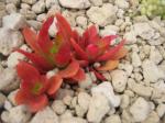 : - Crassula subacaulis subsp. erosula