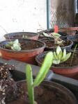 : - Euphorbia enterophora