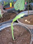: - Selenicereus anthonyanus