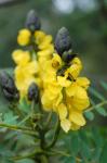 Geflügelte Senna - Senna didymobotrya