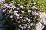Herzblättrige Kugelblume - Globularia cordifolia