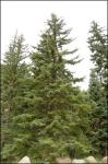 Engelmann-Fichte - Picea engelmannii