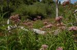 : - Eutrochium maculatum var. bruneri