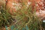 : - Bothriochloa springfieldii