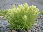 :-Castilleja sulphurea