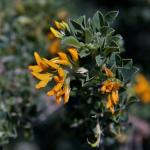 Strauch-Schneckenklee - Medicago arborea
