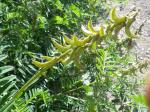 Sichel-Tragant-Astragalus falcatus