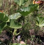 : - Philodendron uliginosum