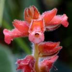 : - Sinningia allagophylla