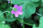 Brasilianischer Sauerklee - Oxalis debilis