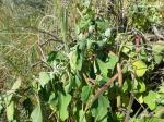 Berlandiers Gänsefuß - Chenopodium berlandieri