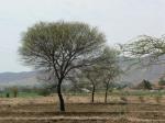 Bablah - Acacia nilotica