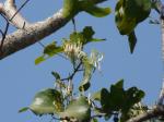 : - Dendrophthoe falcata