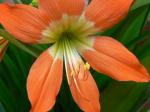 : - Hippeastrum puniceum