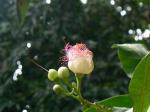 : - Barringtonia asiatica