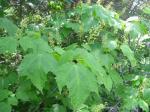 Vermont-Ahorn - Acer spicatum