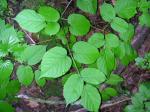 Amerikanische Narde - Aralia racemosa
