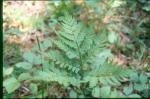 Virginische Mondraute - Botrychium virginianum