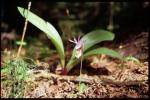 Norne - Calypso bulbosa