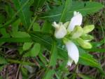 Kahler Schlangenkopf - Chelone glabra