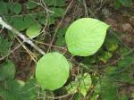 : - Cornus rugosa