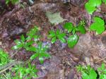Dreiblütiges Labkraut - Galium triflorum