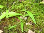 : - Moehringia macrophylla