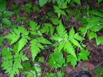 : - Osmorhiza aristata var. aristata