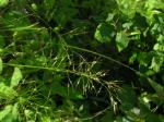 : - Oryzopsis canadensis