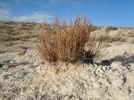 : - Artemisia pygmaea