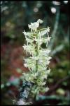 : - Platanthera orbiculata