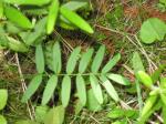 : - Polemonium occidentale var. lacustre