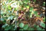 Sand-Kirsche - Prunus pumila