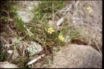 Brennender Hahnenfuß - Ranunculus flammula