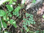 : - Thalictrum dioicum