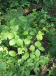 : - Viburnum rafinesquianum