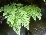 : - Adiantum raddianum