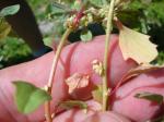 : - Atriplex suberecta