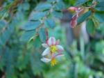 : - Begonia foliosa