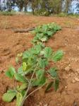 : - Canavalia hawaiiensis