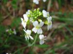 Sand-Schaumkresse - Arabidopsis arenosa