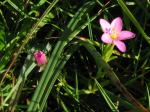 Strand-Tausendgüldenkraut - Centaurium littorale