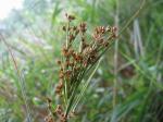 Binsenschneide - Cladium mariscus