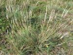 Silbergras - Corynephorus canescens
