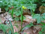 Scheiden-Gelbstern - Gagea spathacea